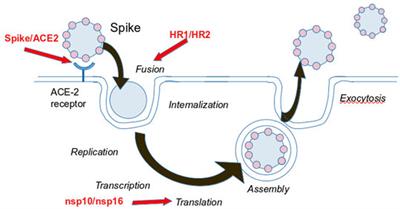 Peptide-Based Strategies Against SARS-CoV-2 Attack: An Updated In Silico Perspective